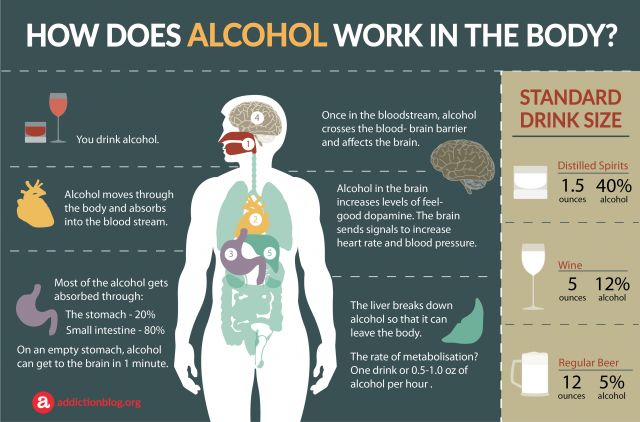Alcohol in the body: How drinking affects the body and brain (INFOGRAPHIC)