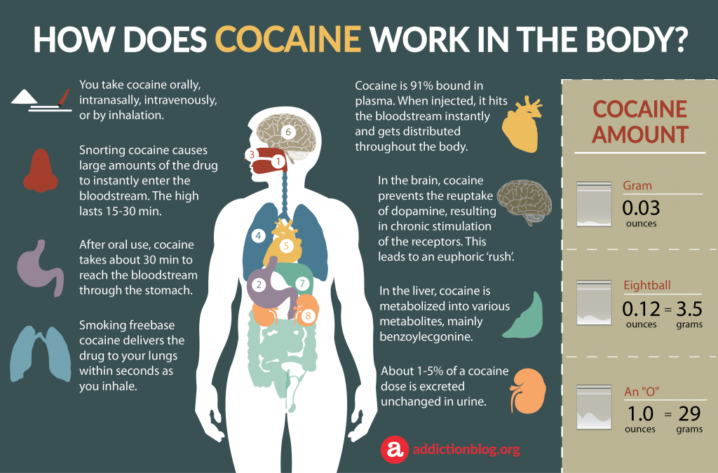 Cocaine Metabolism in the Body How Coke Affects the Brain (INFOGRAPHIC)