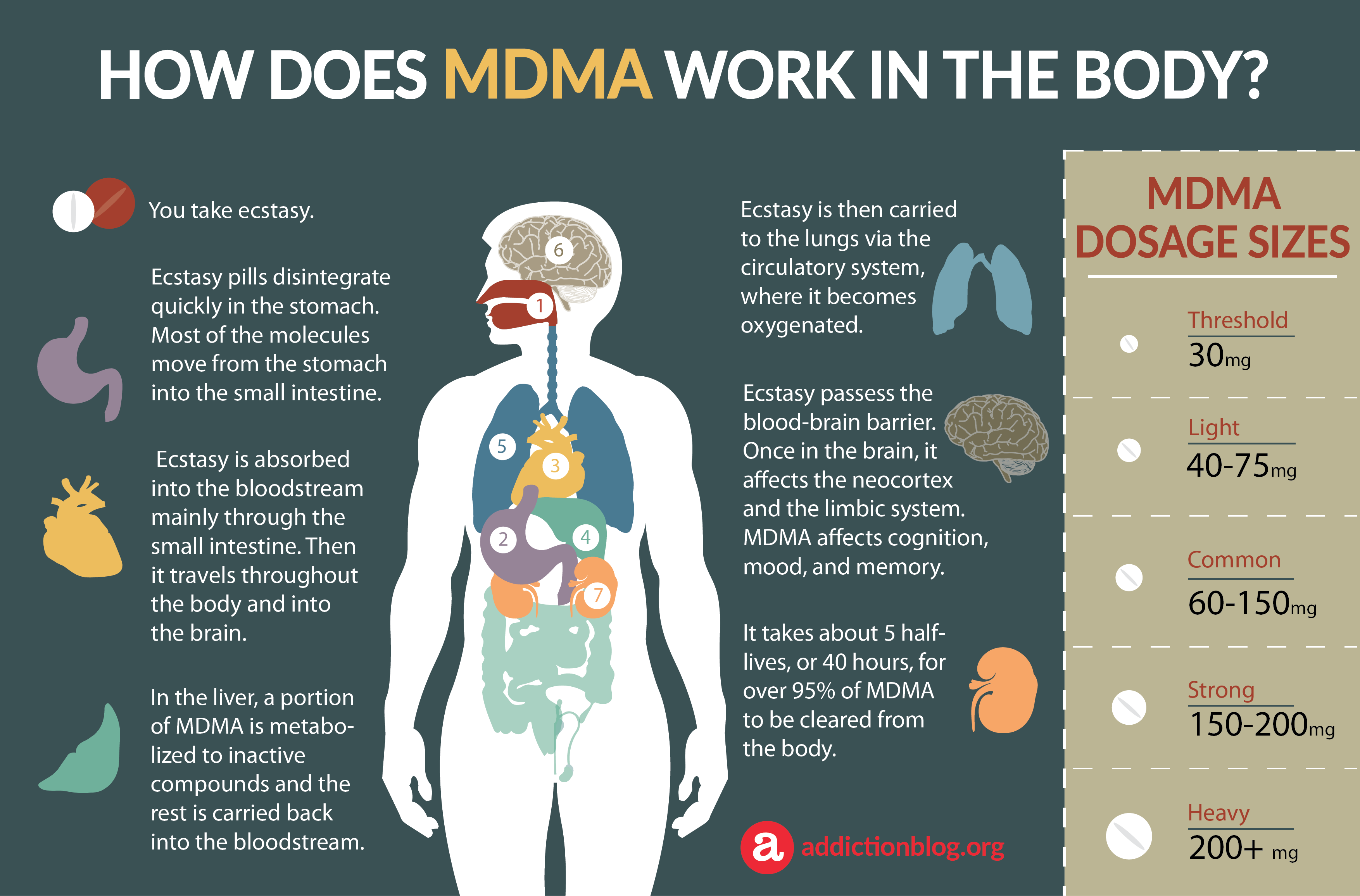 MDMA Metabolism in the Body: How MDMA Affects the Brain (INFOGRAPHIC)