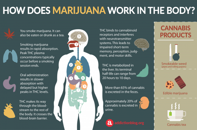 Marijuana Metabolism in the Body: How Marijuana Affects the Brain (INFOGRAPHIC)