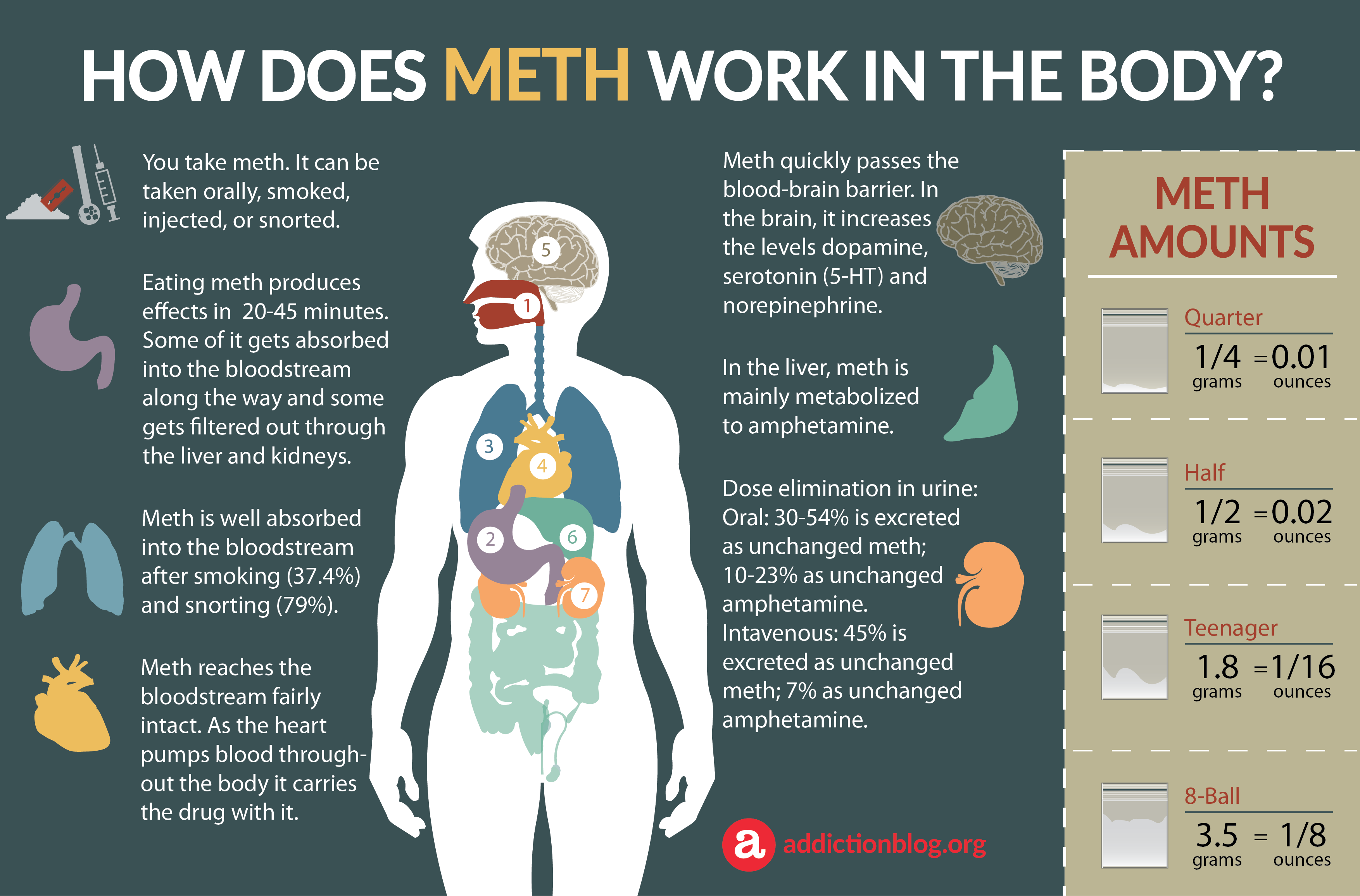 Meth Metabolism in the Body: How Meth Affects the Brain (INFOGRAPHIC)