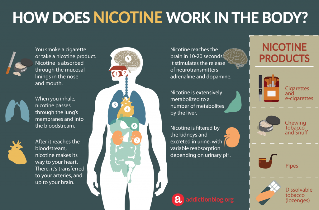 Nicotine Metabolism In The Body How Nicotine Affects The Brain Infographic