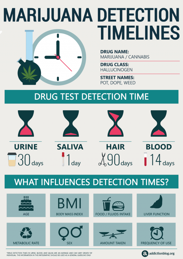 Marijuana Detection Timelines (INFOGRAPHIC)