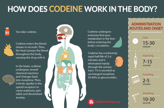 Codeine Metabolism: How Does Codeine Work in the Body? (INFOGRAPHIC)