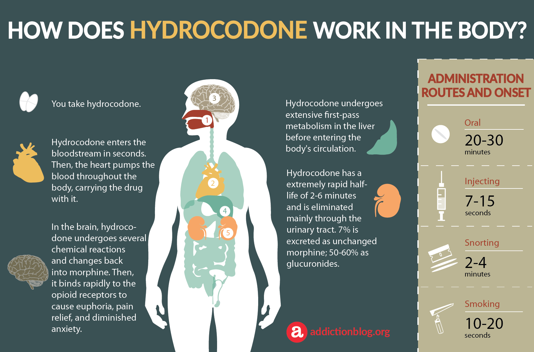How Does Hydrocodone Work in the Body (INFOGRAPHIC)