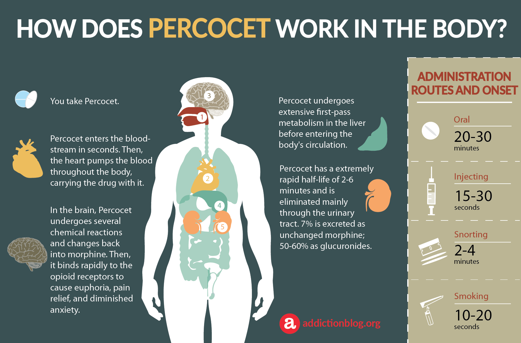 How Does Percocet Metabolize and Work in the Body? (INFORGPRAPHIC)