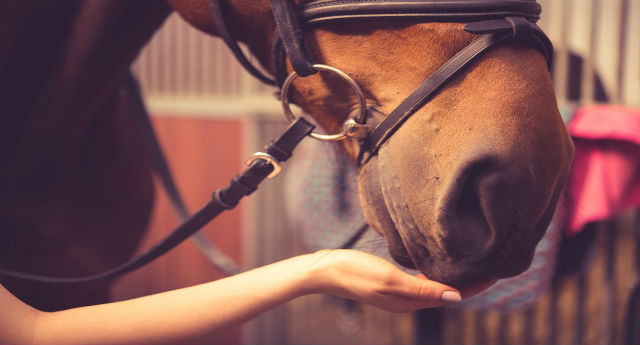Horse Riding as Therapy in Addiction Treatment